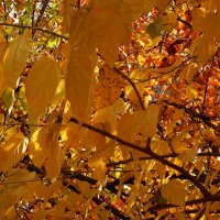 Осень  золотая :: Валентин Семчишин