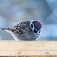 Пристрелочные кадры перед сезоном :: Владимир Иванович