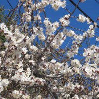 май :: Елена Шаламова