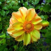 Георгинка. :: nadyasilyuk Вознюк Георгинка. :: nadyasilyuk Вознюк