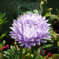 Астра :: Freddy 97