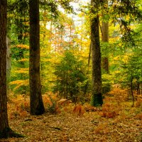 Осень в лесу :: Георгий А Осень в лесу :: Георгий А