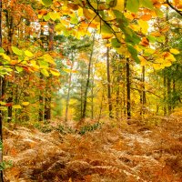 Прогулка в осеннем лесу :: Георгий А