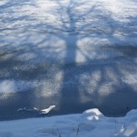 Свет и тень!!! :: Радмир Арсеньев