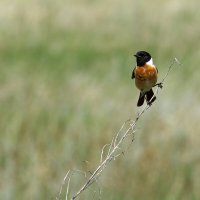 На тоненького... :: Вячеслав Алтай