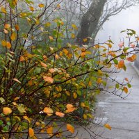 Золото осени в тумане :: Татьяна Смоляниченко Золото осени в тумане :: Татьяна Смоляниченко