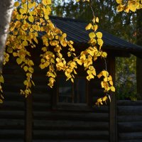 *** :: Наталья Покацкая