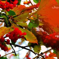 Калина осень :: Владимир Кириченко