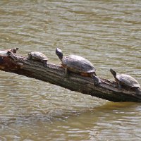 Загараем. :: Александр 