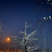 *** :: Яна Горбунова