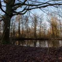 Неприветливый январь... :: Николай Гирш