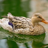 Утка :: Максим 