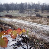 Царицыно 21 ноября :: Михаил Бибичков Царицыно 21 ноября :: Михаил Бибичков