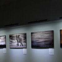 "Золотая черепаха"-уникальная выставка фотографии о дикой природе.. :: Люба 