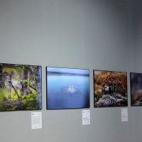 Фотовыставка "Золотая черепаха" :: Люба 