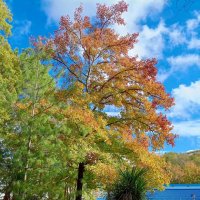 Адлер. В пансионате "Орбита" :: Нина Бутко