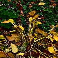 Осень 62 :: Алексей Кузнецов