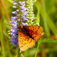 опять про бабочек...77 :: Александр Прокудин опять про бабочек...77 :: Александр Прокудин