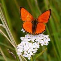 опять про бабочек...80 :: Александр Прокудин