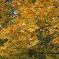 золото :: Всеволод золото :: Всеволод