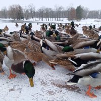 Утки :: Сапсан Утки :: Сапсан