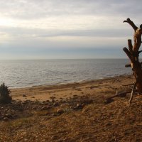 Репино :: Наталья Герасимова