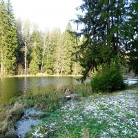 Уголок зелёной природы во второй половине ноября (репортаж из поездок по области). :: Милешкин Владимир Алексеевич 