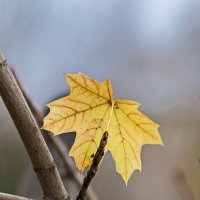 ,,, :: Светлана Ищенко