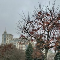 Яблочное дерево ноября. :: Любовь 