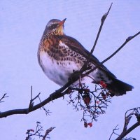 Дрозд рябинник :: Людмила Смородинская Дрозд рябинник :: Людмила Смородинская