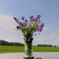 Полевые цветы. :: nadyasilyuk Вознюк