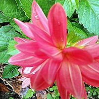 Цветы. :: Владимир Драгунский