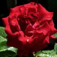 Алая роза :: Валентин Семчишин Алая роза :: Валентин Семчишин