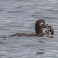 турпан. :: юрий макаров турпан. :: юрий макаров