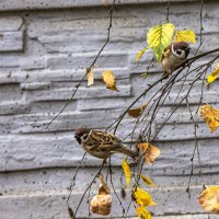 Бдительность , прежде всего. :: Петр Беляков