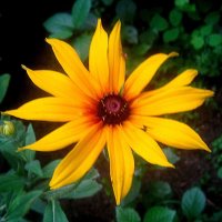 Осенний :: Елена Семигина Осенний :: Елена Семигина