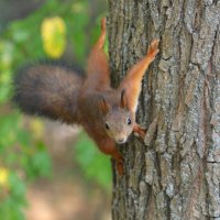 Белка :: Константин Анисимов