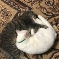 "Инь-Ян" :: Ольга Довженко "Инь-Ян" :: Ольга Довженко