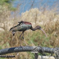 Каравайка :: Николай Волков