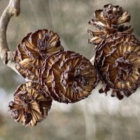 Из шишек :: Ольга Савельева 