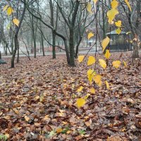 ,,, :: Сергей Тимоновский