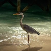 Цапля :: Наталья 