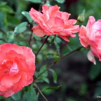 они на радость нам даны :: Олег Лукьянов они на радость нам даны :: Олег Лукьянов