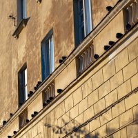 Голуби на стене дома :: Александр Синдерёв