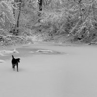 Дружок :: Радмир Арсеньев