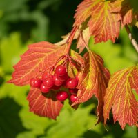 Про калину... :: Николай Гирш