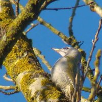 седой дятел :: gawrilа - dan