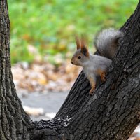 Где-то выпал снег... А у нас "бабье лето" :: Игорь Протасов