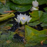 последние :: Всеволод 