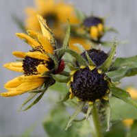 Последняя радость ноября :: Рина Воржева